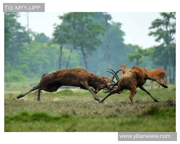 雄鹿栖息地与生态保护研究：探讨雄鹿在自然环境中的生存与繁衍机制